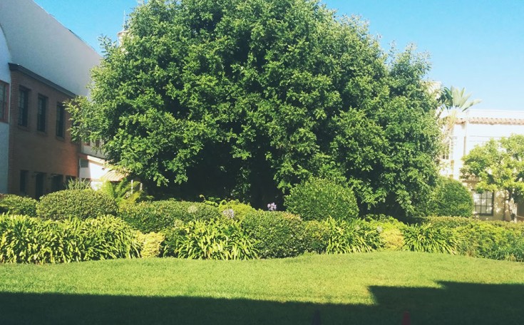 Lucy's 'Garden'