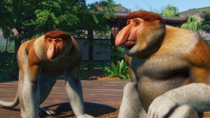 Proboscis monkey