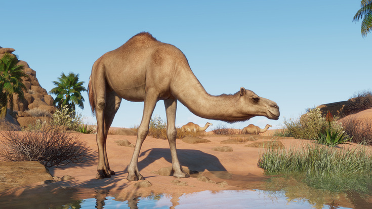 Dromedary Camel - Planet Zoo: Arid Animal Pack